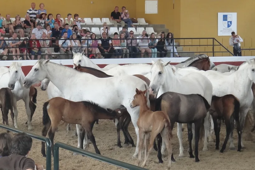 Mares and foals gathered in the main arena with spectators beyond the rail; a general photograph of an exhibition at the stud farm