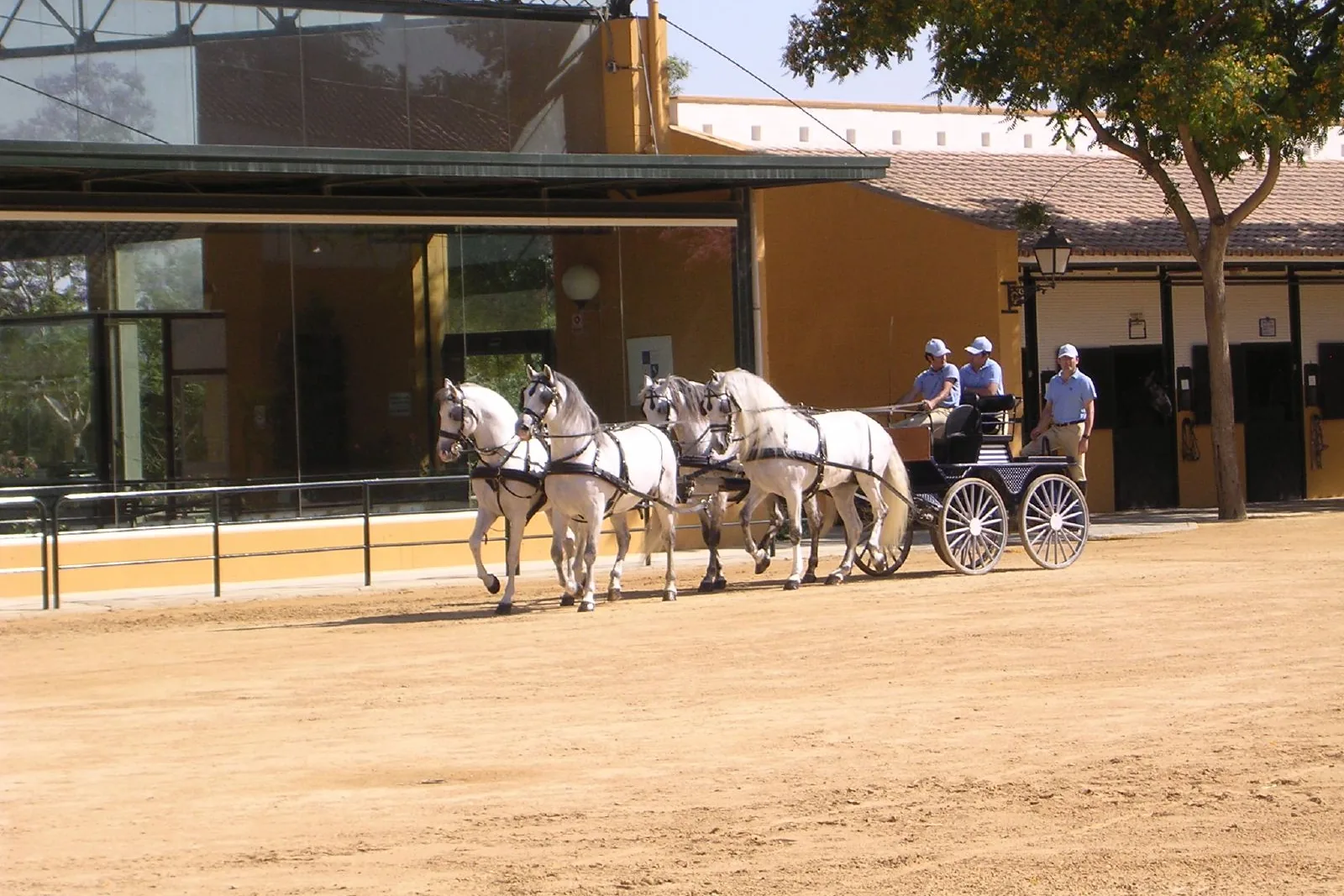 Four grey horses drawing a carriage across a sandy yard; a general photograph of Carthusian horses taken in 2006