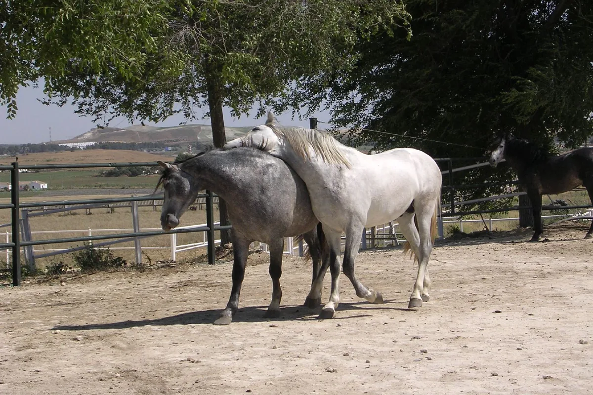 Two grey horses standing close together, one nuzzling the other, in a fenced paddock with farmland behind