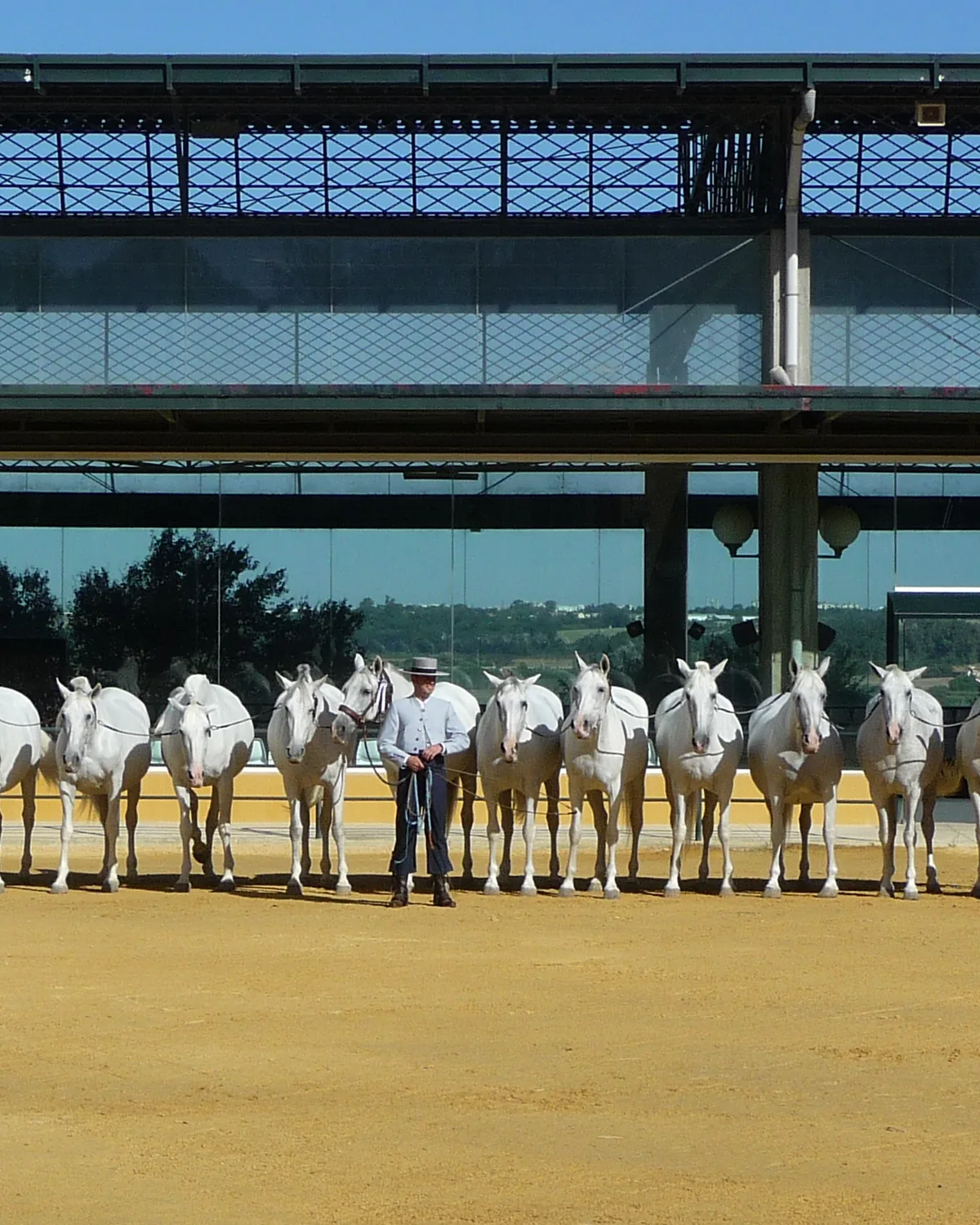 A line of grey mares with a handler in a sunlit yard of the stud farm; a general photograph, not of a particular day's visit
