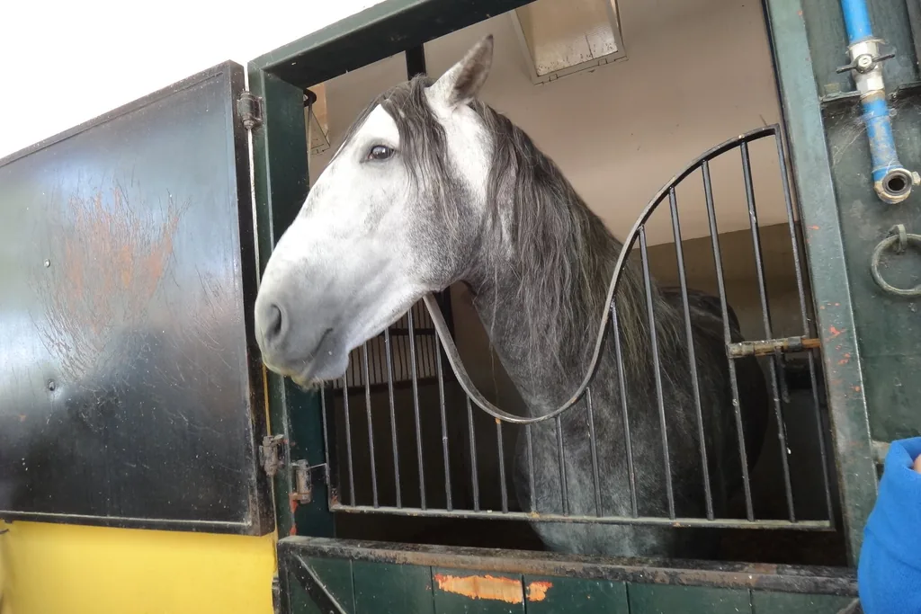 A dappled grey horse looking over a green stable door at the stud farm; a general photograph